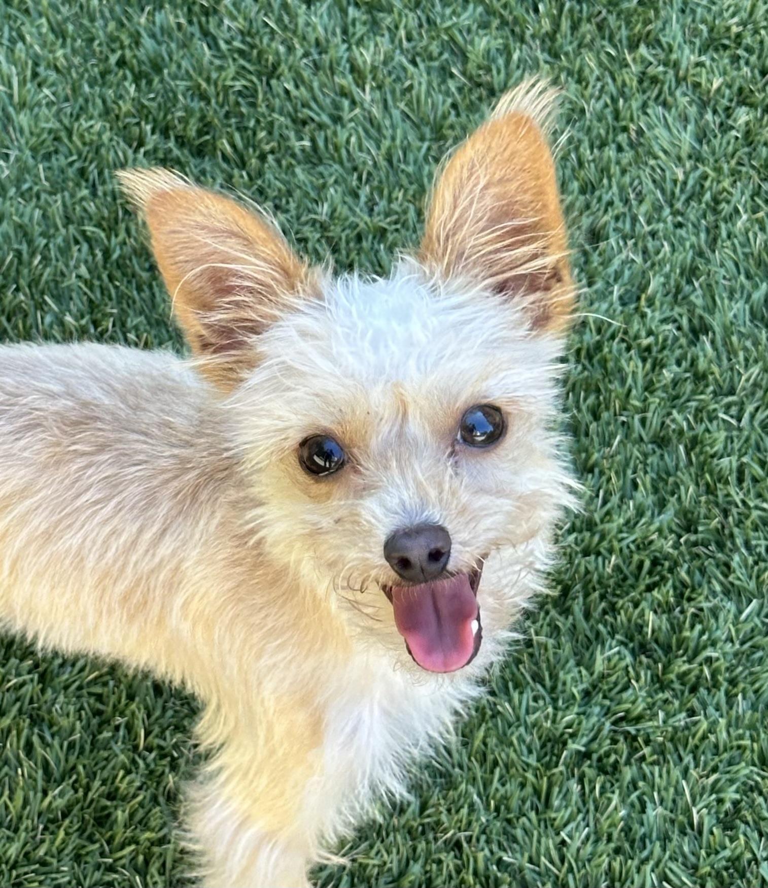 Enlarge Zack, an adopted Yorkshire Terrier in Fremont, CA image 2/4