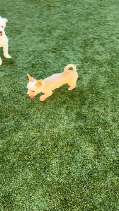 Enlarge Zack, an adopted Yorkshire Terrier in Fremont, CA video 4/4