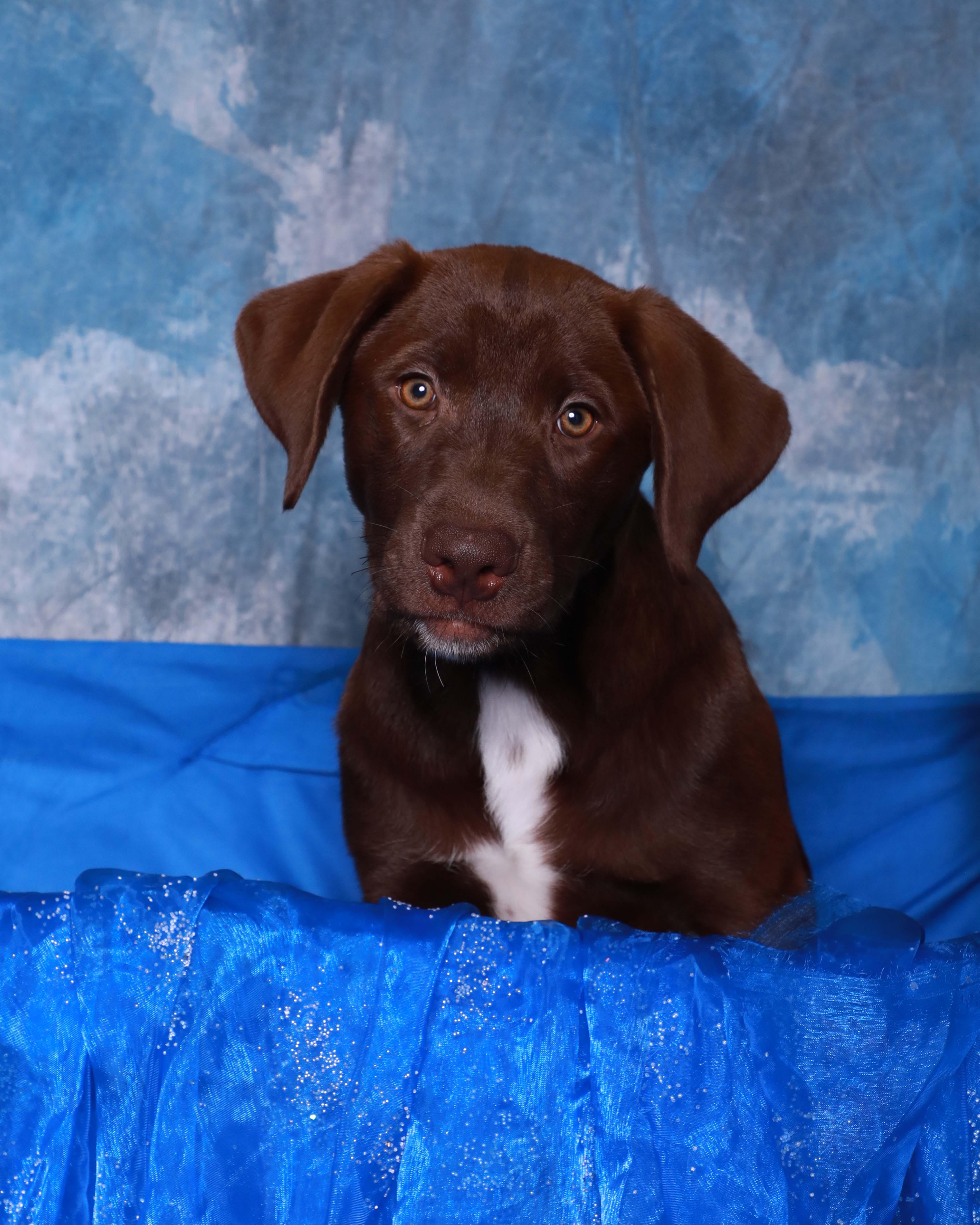 Dove, Adopted, Puppy Female Labrador Retriever & Mixed Breed.