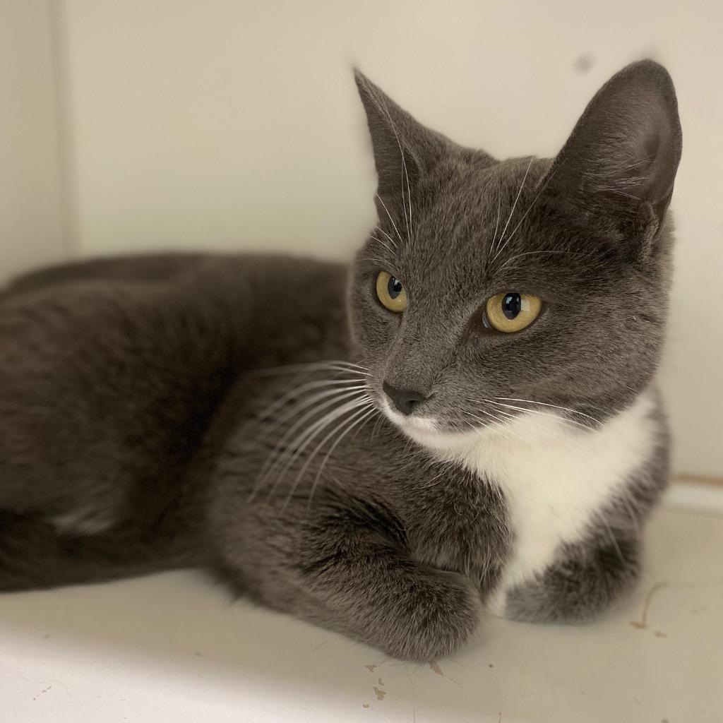 Melody, a Adoptable mixed breed in Fall River, MA image 3/6
