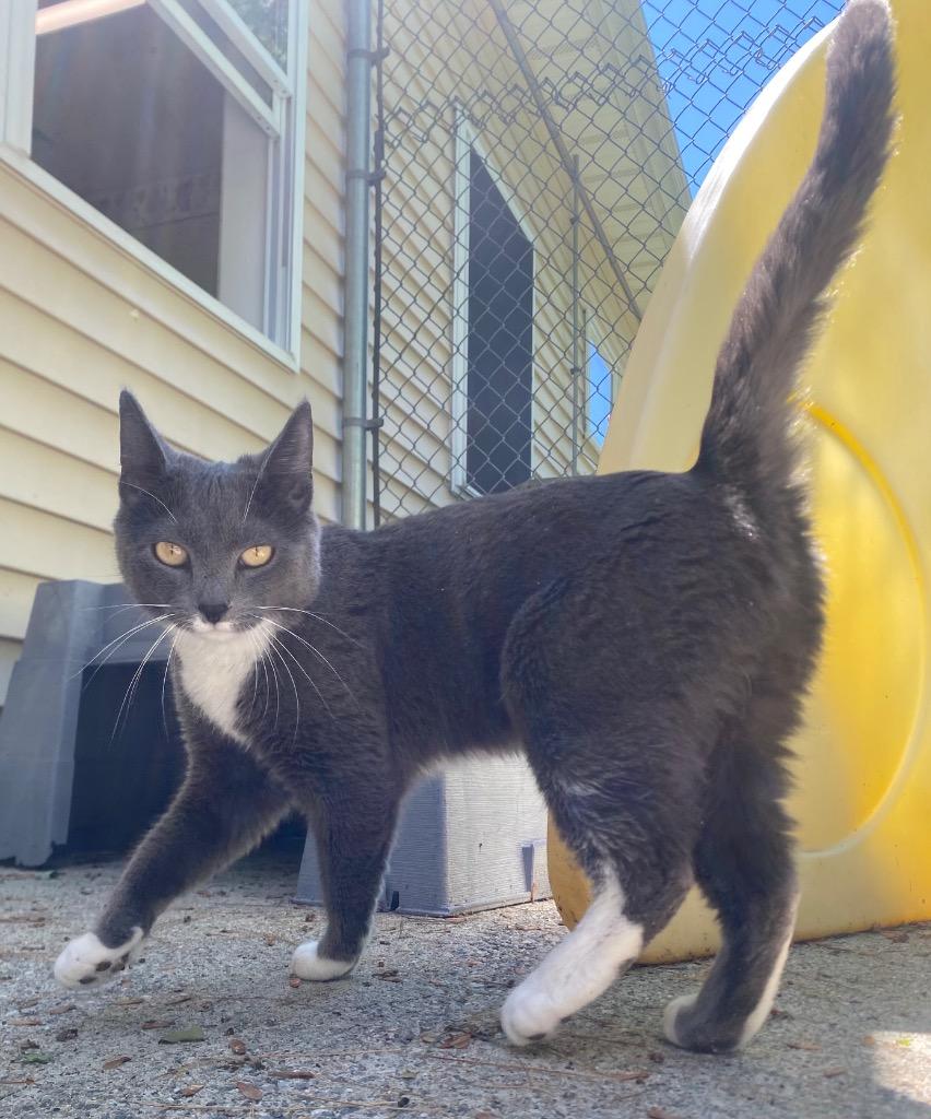 Enlarge Melody, a Adoptable mixed breed in Fall River, MA image 3/6