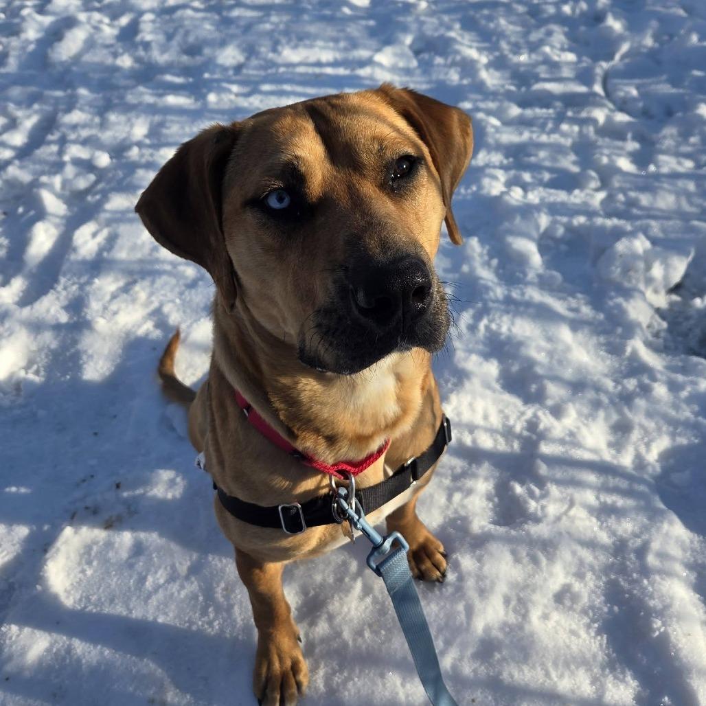 Fortune, Adoptable, Young Male Mixed Breed.