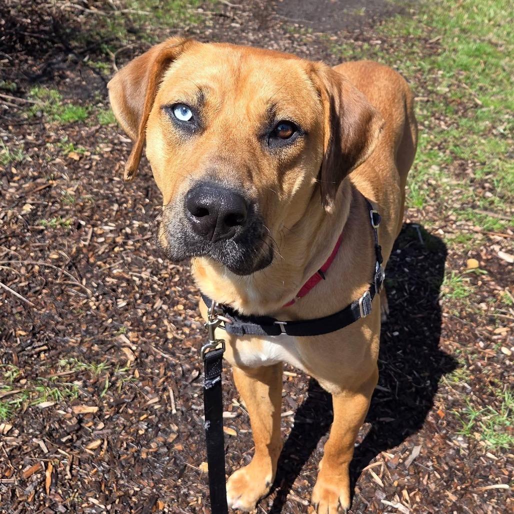 Enlarge Fortune, a Adoptable Mixed Breed in Mentor, OH image 2/6