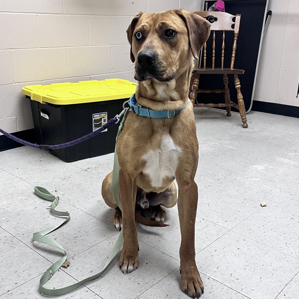 Enlarge Fortune, a Adoptable Mixed Breed in Mentor, OH image 3/6