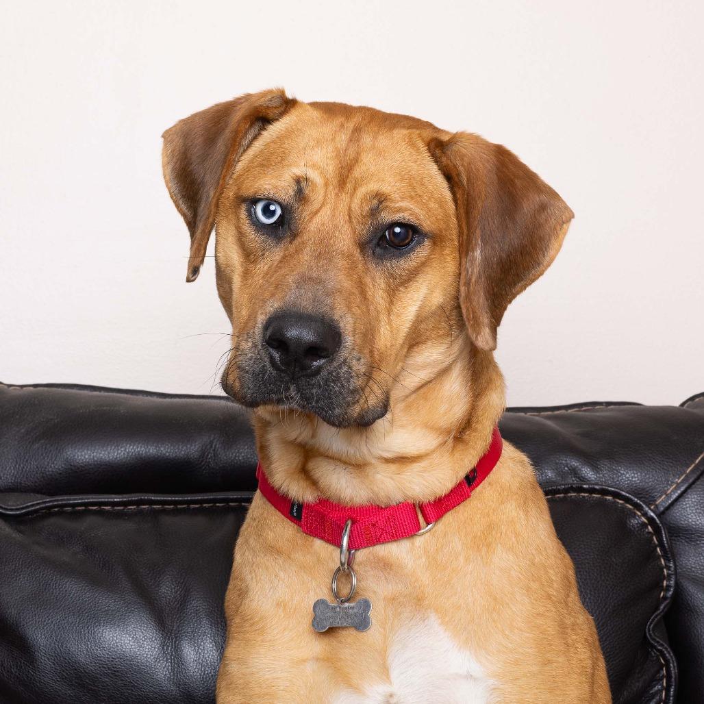 Enlarge Fortune, a Adoptable Mixed Breed in Mentor, OH image 4/6