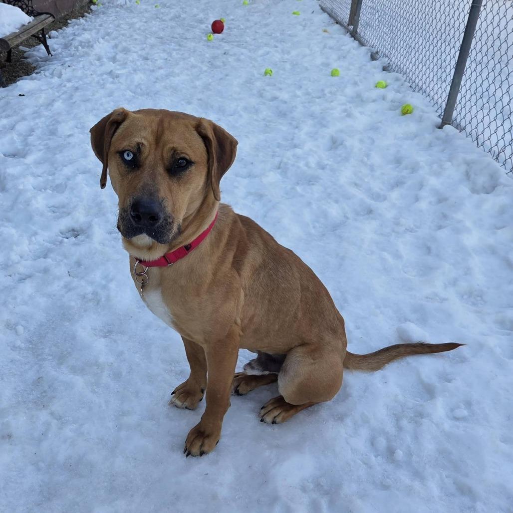 Enlarge Fortune, a Adoptable Mixed Breed in Mentor, OH image 5/6