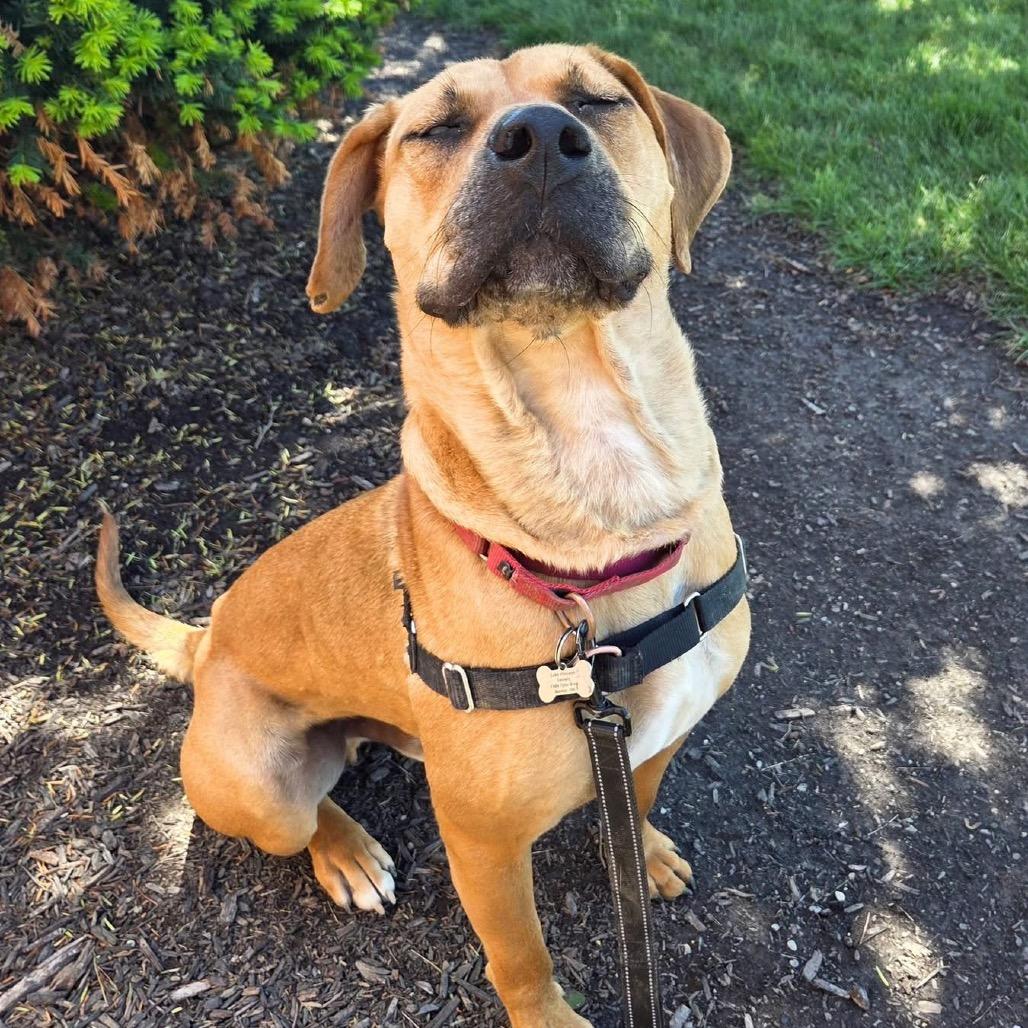 Enlarge Fortune, a Adoptable Mixed Breed in Mentor, OH image 4/5