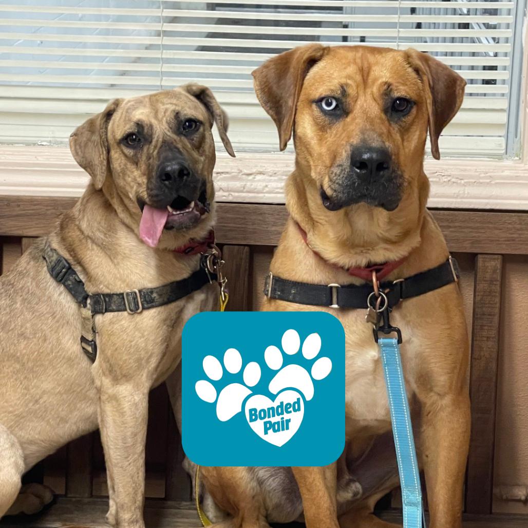 Enlarge Fortune, a Adoptable Mixed Breed in Mentor, OH image 6/6