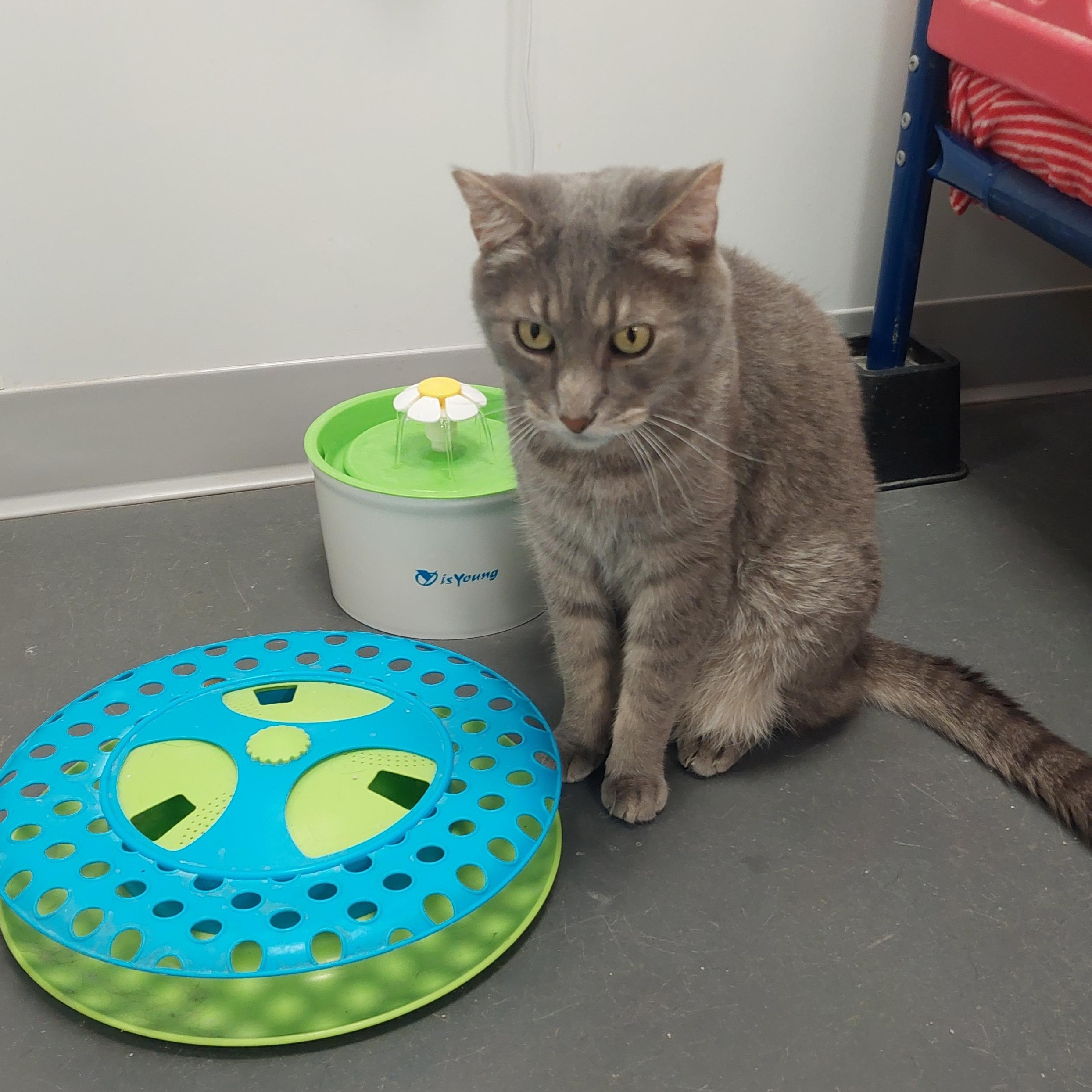 Pouncer, Adoptable, Adult Male Domestic Short Hair.