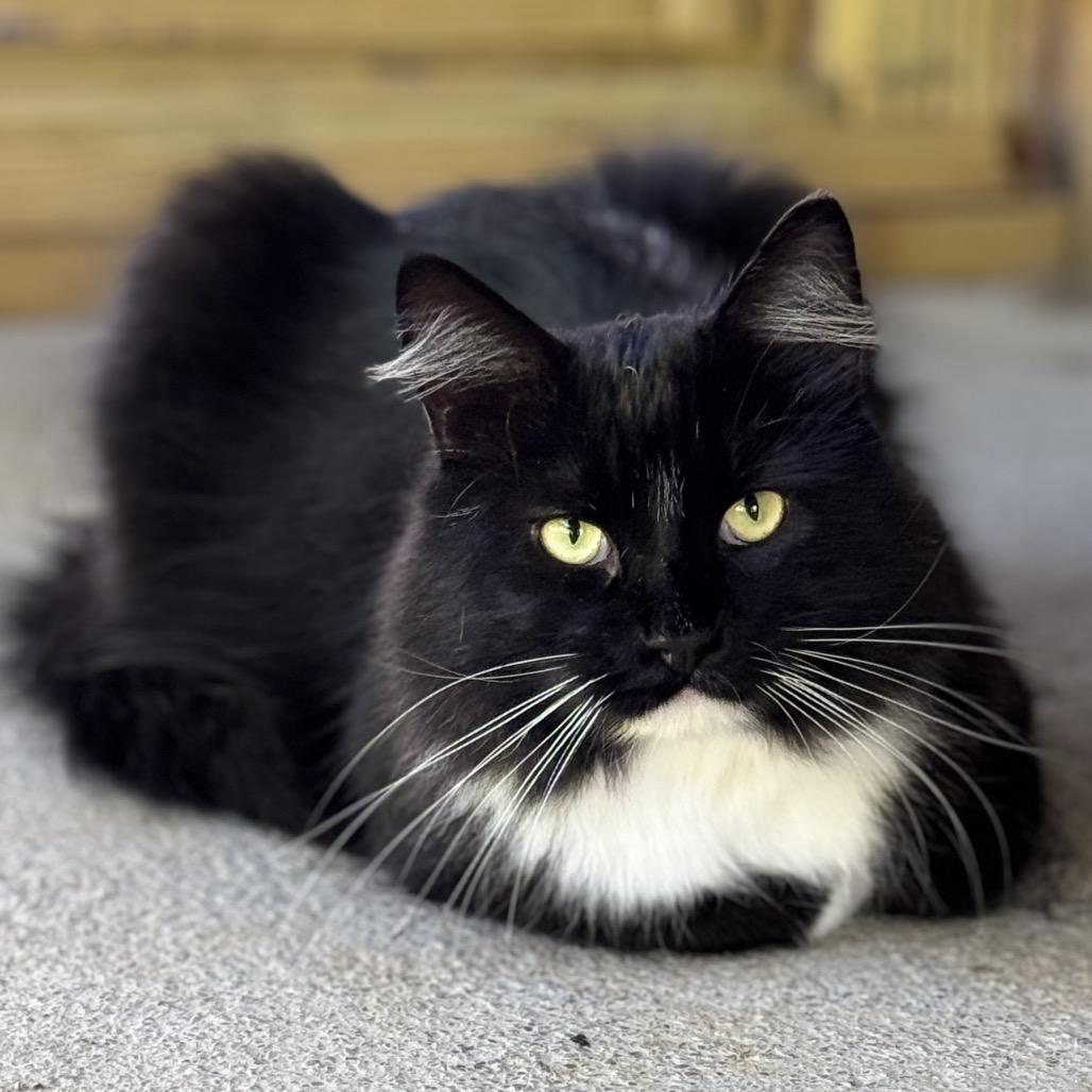 Enlarge Rocky, a Adoptable Domestic Long Hair in Blairsville, GA image 1/6