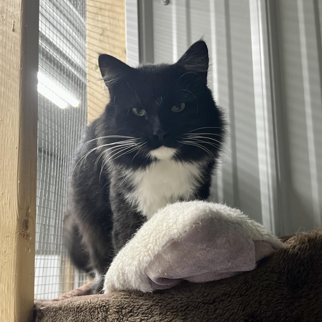 Enlarge Rocky, a Adoptable Domestic Long Hair in Blairsville, GA image 2/6
