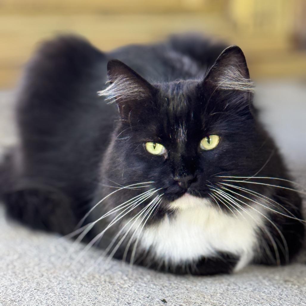 Enlarge Rocky, a Adoptable Domestic Long Hair in Blairsville, GA image 3/6