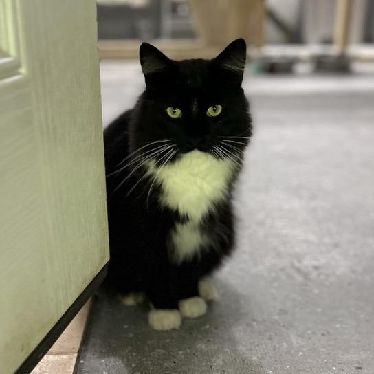 Enlarge Rocky, a Adoptable Domestic Long Hair in Blairsville, GA image 5/6
