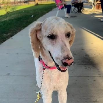Enlarge Alex, a Adoptable Standard Poodle in Winchester, KY image 4/4