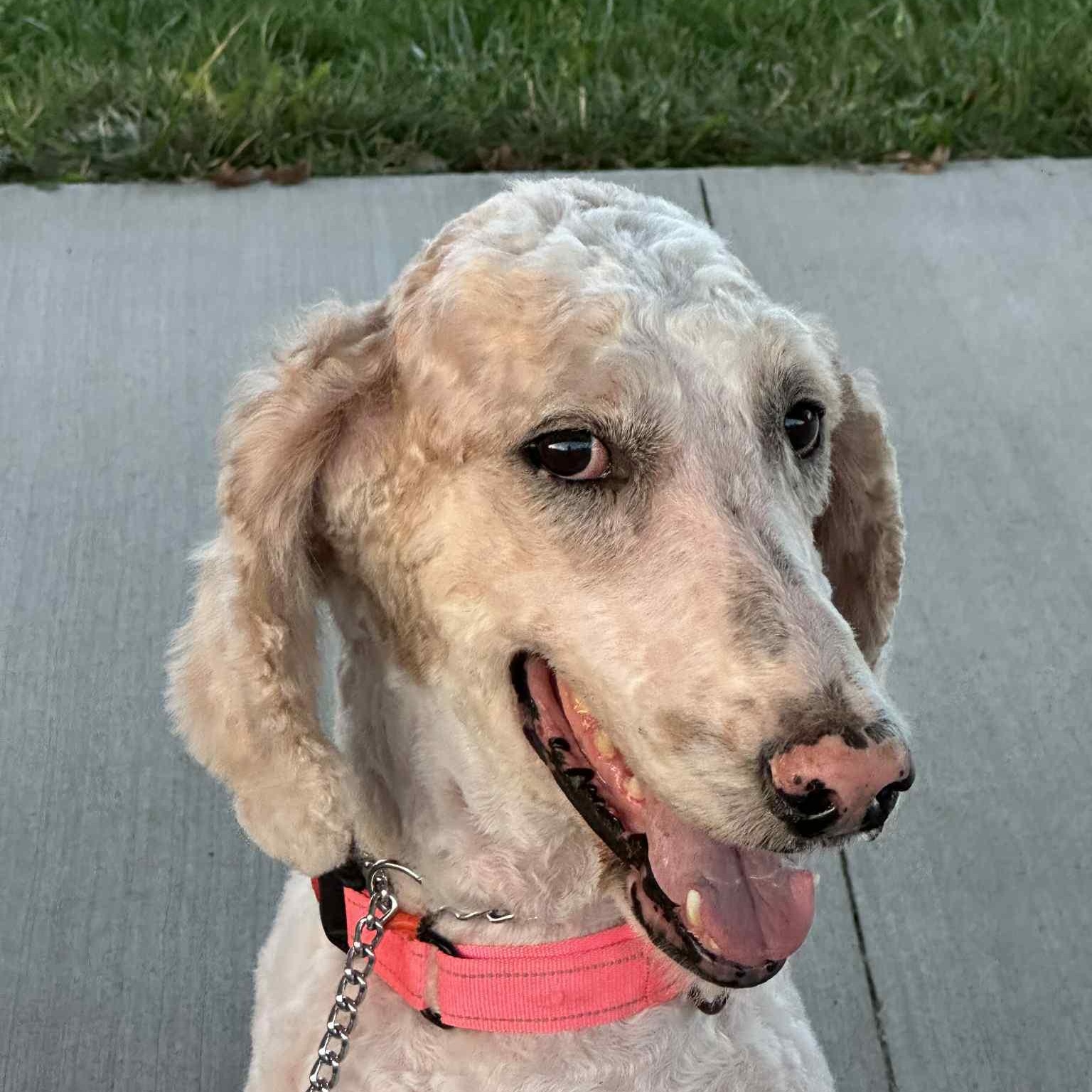 Alex, Adoptable, Adult Male Standard Poodle.
