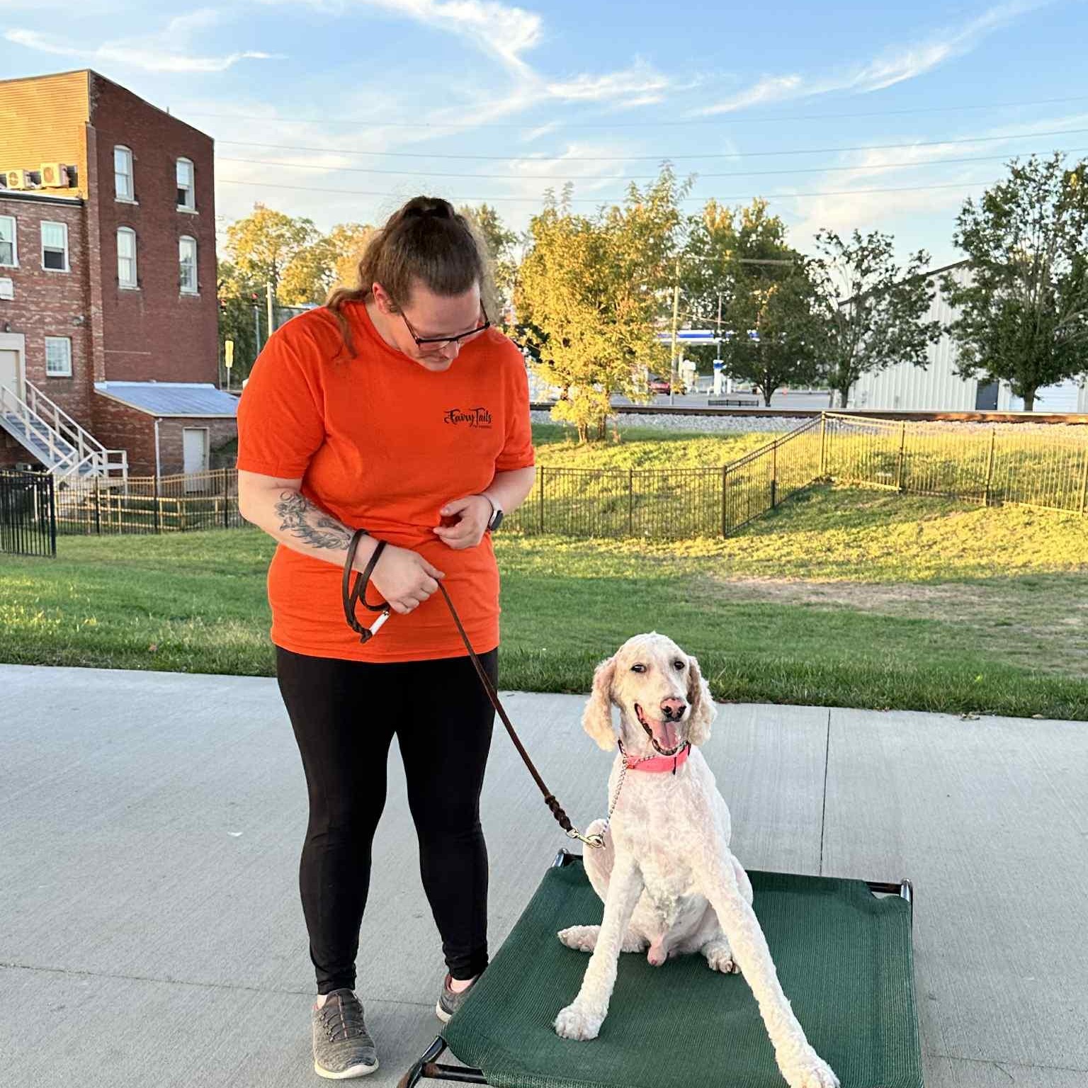 Enlarge Alex, a Adoptable Standard Poodle in Winchester, KY image 2/4