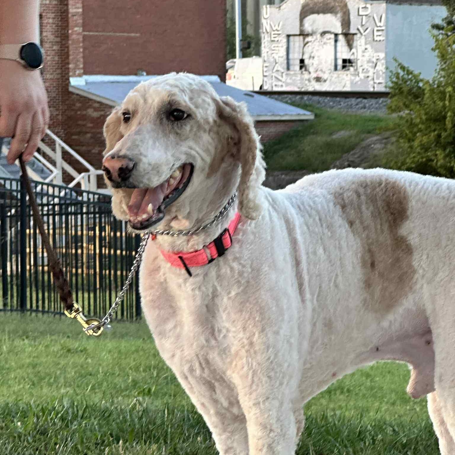 Enlarge Alex, a Adoptable Standard Poodle in Winchester, KY image 3/4