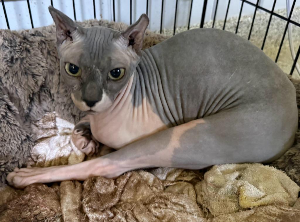 Enlarge Posie, a Adopted Sphynx / Hairless Cat in Medfield, MA image 2/3