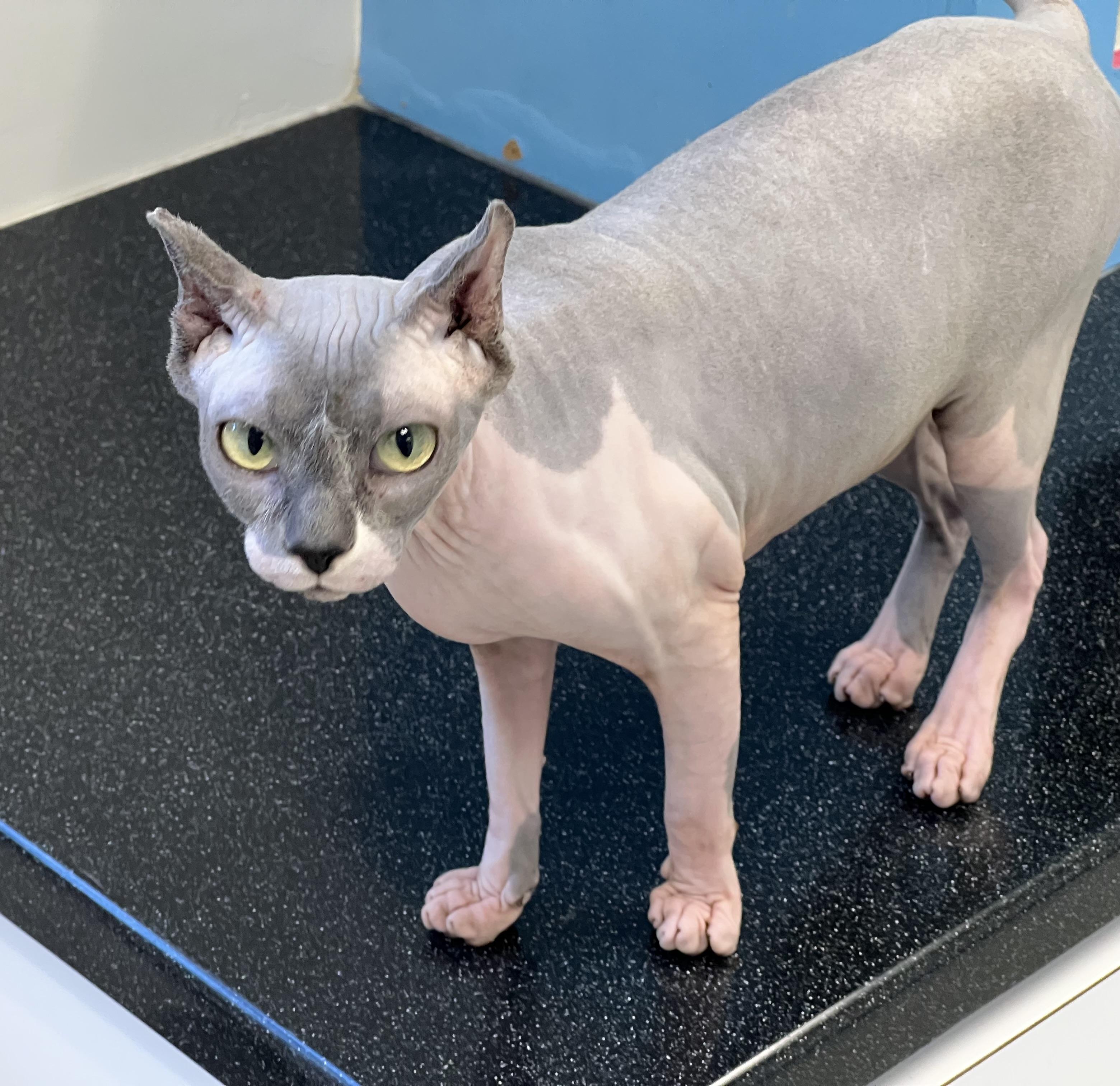 Posie, Adopted, Adult Female Sphynx / Hairless Cat.