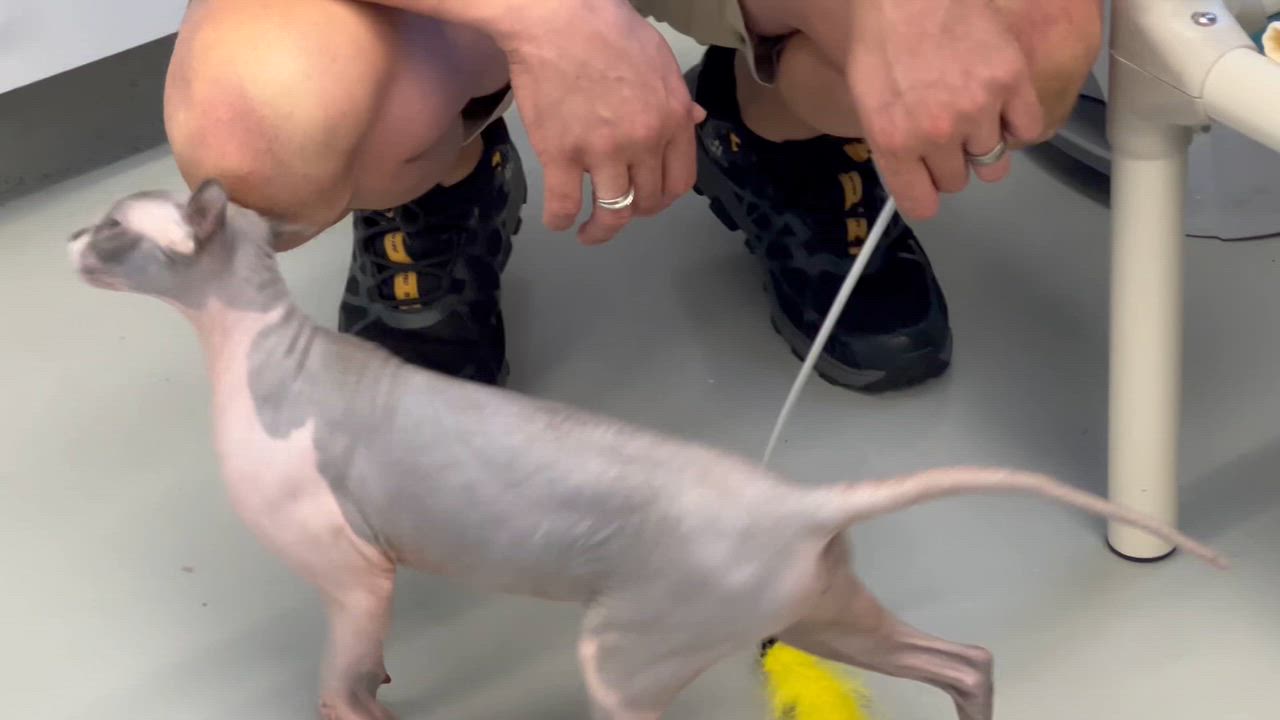 Enlarge Posie, a Adopted Sphynx / Hairless Cat in Medfield, MA video 3/3