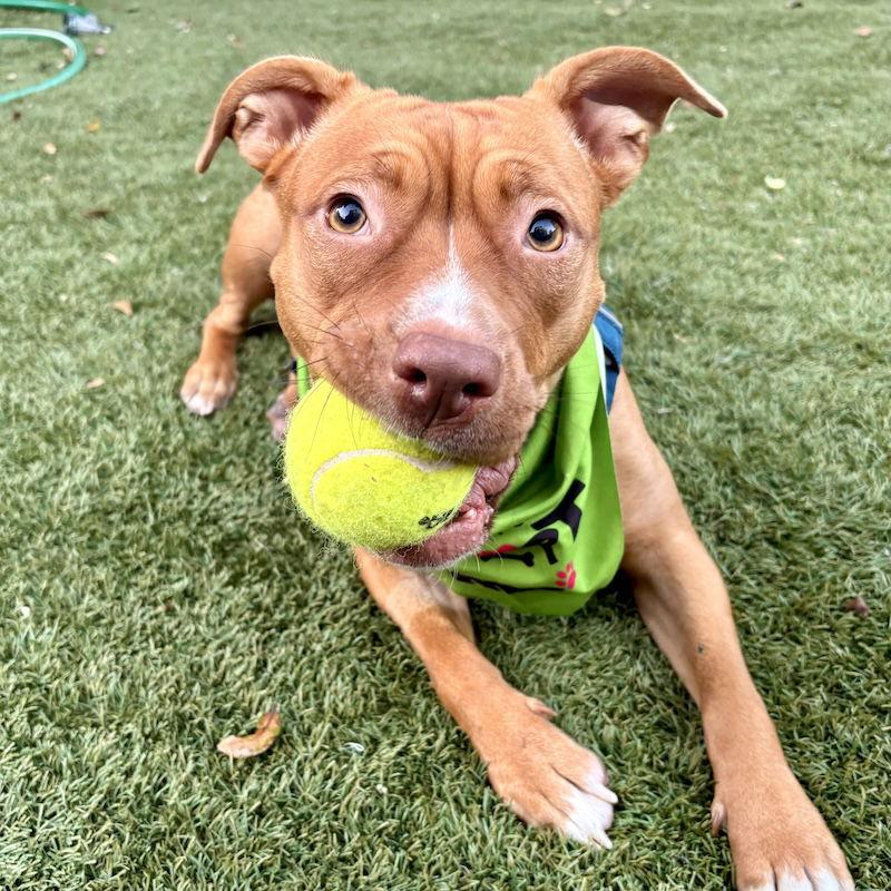 Enlarge Amber, a Adoptable American Staffordshire Terrier in San Juan Capistrano, CA image 1/3