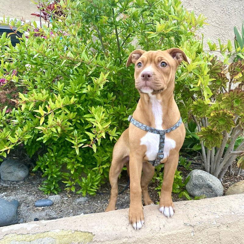 Amber, Adoptable, Young Female American Staffordshire Terrier.