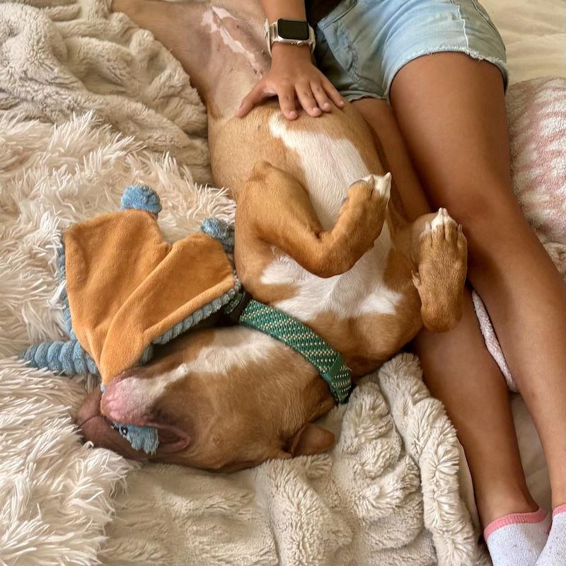 Enlarge Amber, a Adoptable American Staffordshire Terrier in San Juan Capistrano, CA image 3/3