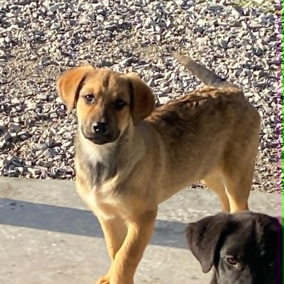Charlie Brown, Adoptable, Puppy Male Labrador Retriever & Collie.