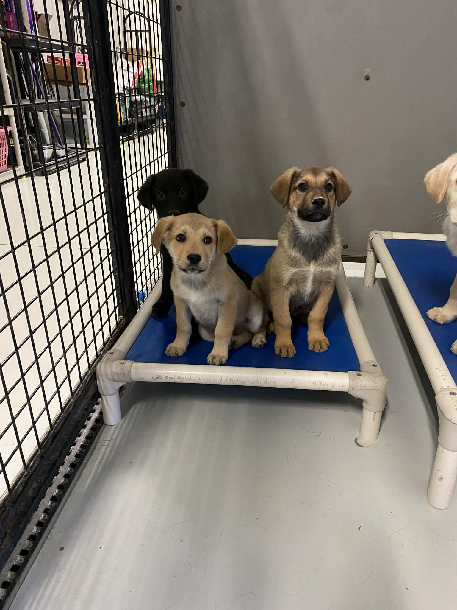 Enlarge Charlie Brown, a Adoptable mixed breed in Stormville, NY image 3/5