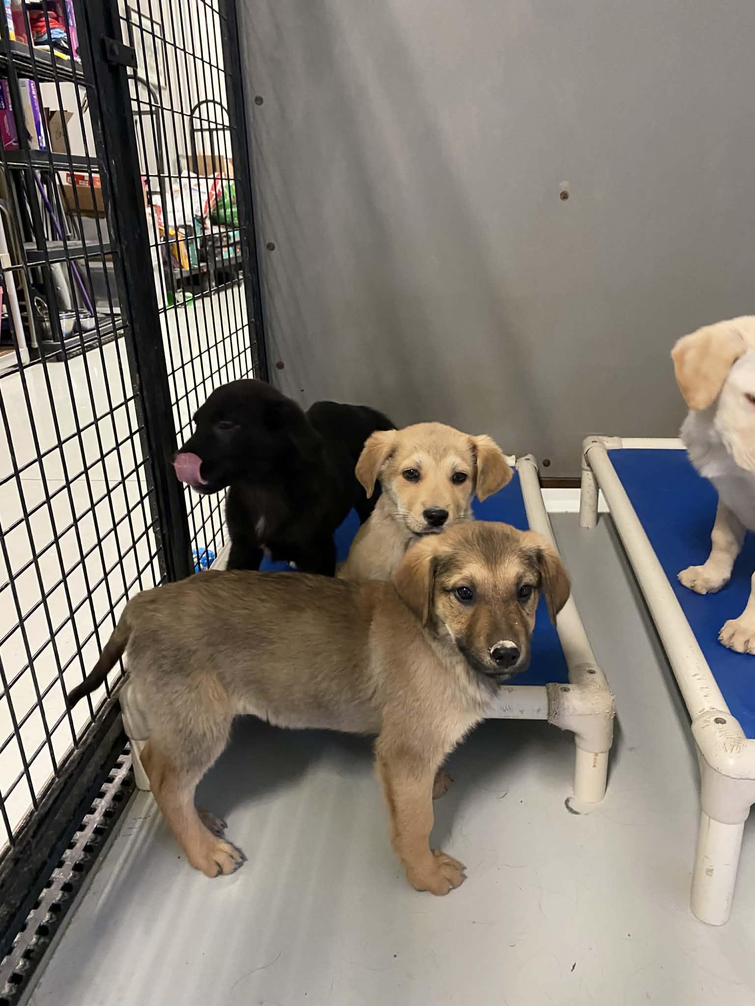 Enlarge Charlie Brown, a Adoptable mixed breed in Stormville, NY image 5/5