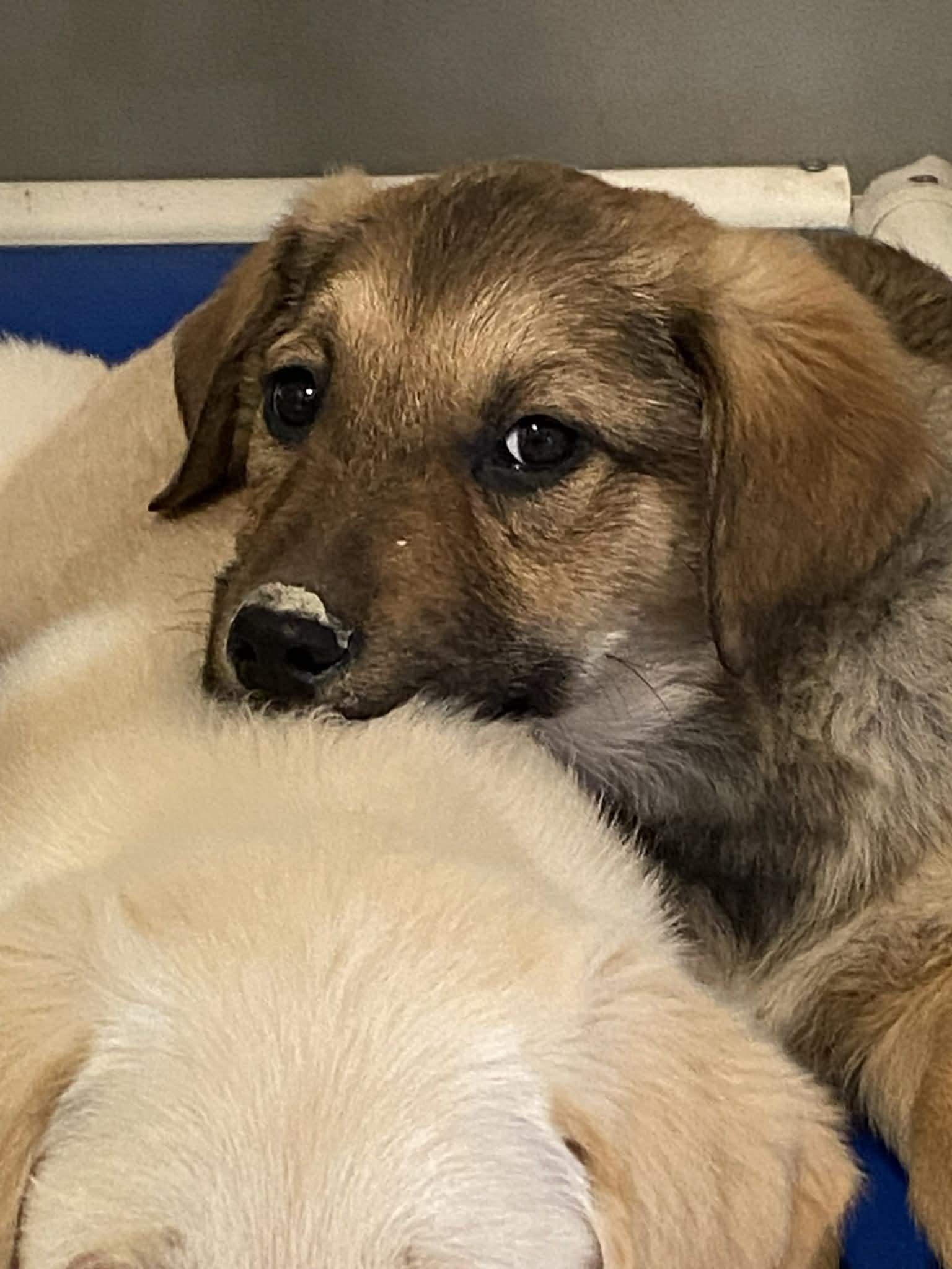 Enlarge Charlie Brown, a Adoptable mixed breed in Stormville, NY image 2/5