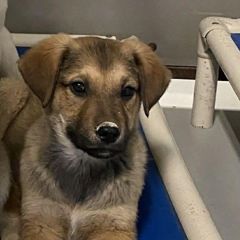 Charlie Brown, Adoptable, Puppy Male Labrador Retriever & Collie.