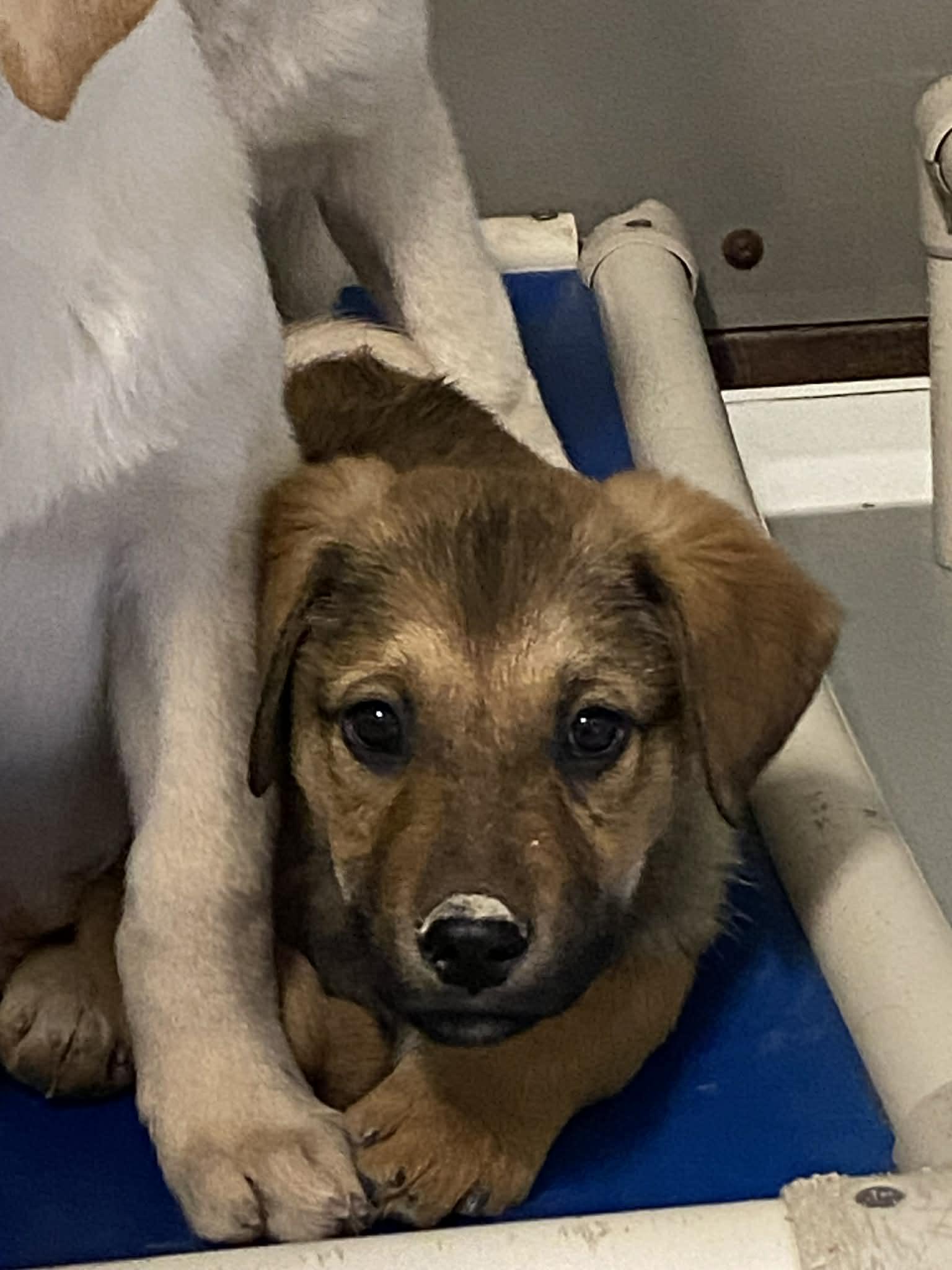 Enlarge Charlie Brown, a Adoptable mixed breed in Stormville, NY image 4/5