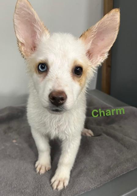 Enlarge Charm, an adopted mixed breed in Archbold , OH image 1/1