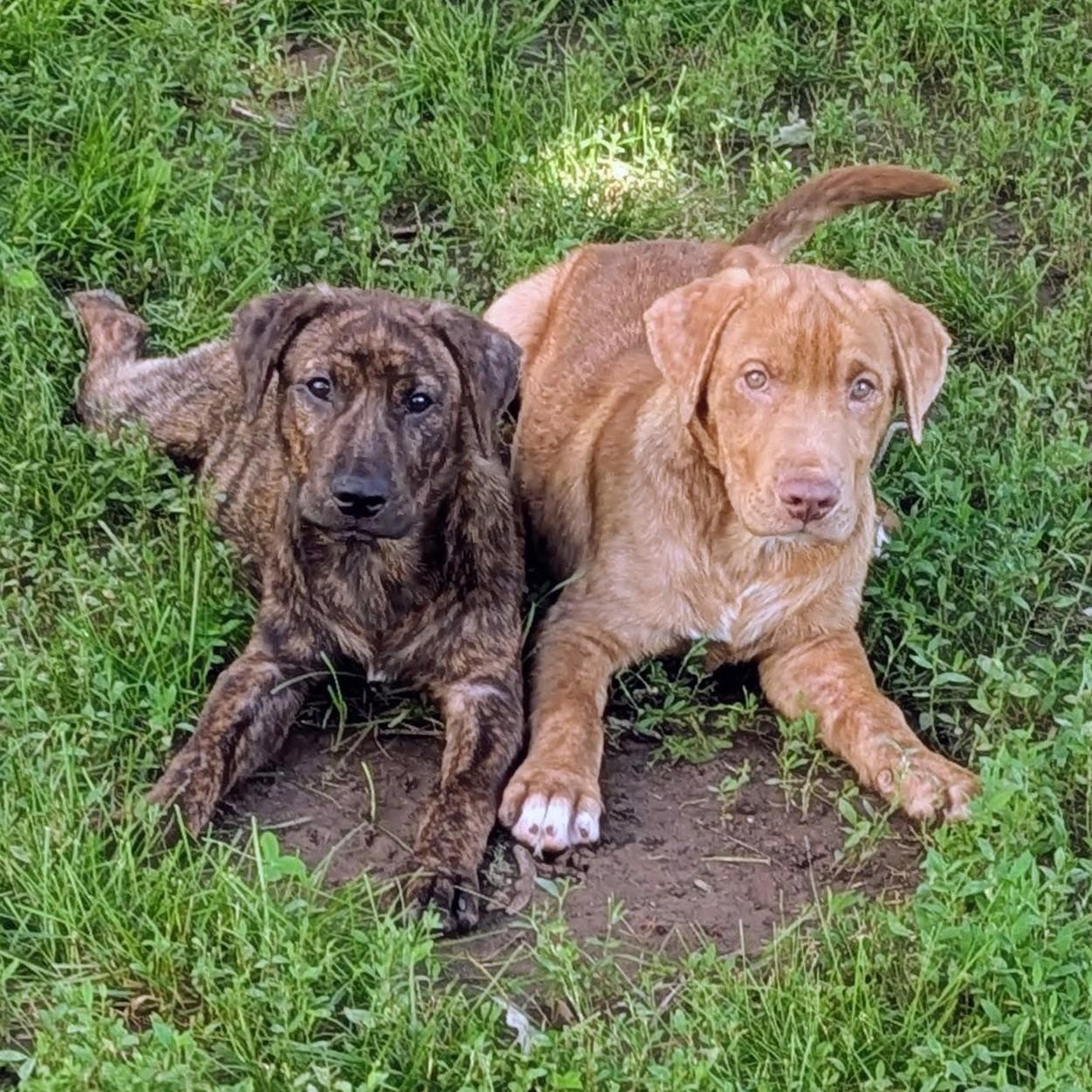 Enlarge Wilbur, an adopted mixed breed in Normal, IL image 3/5