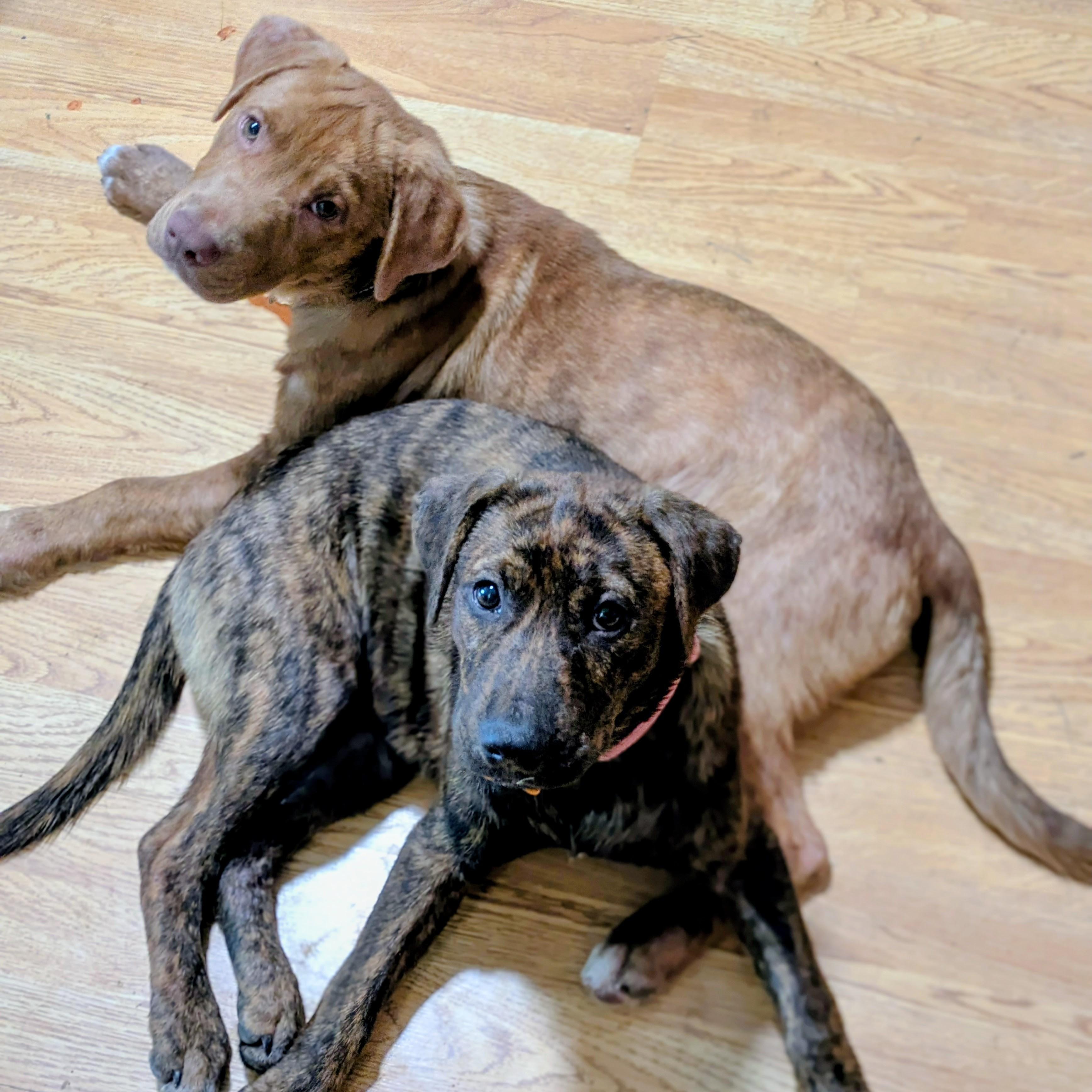 Enlarge Wilbur, an adopted mixed breed in Normal, IL image 4/5