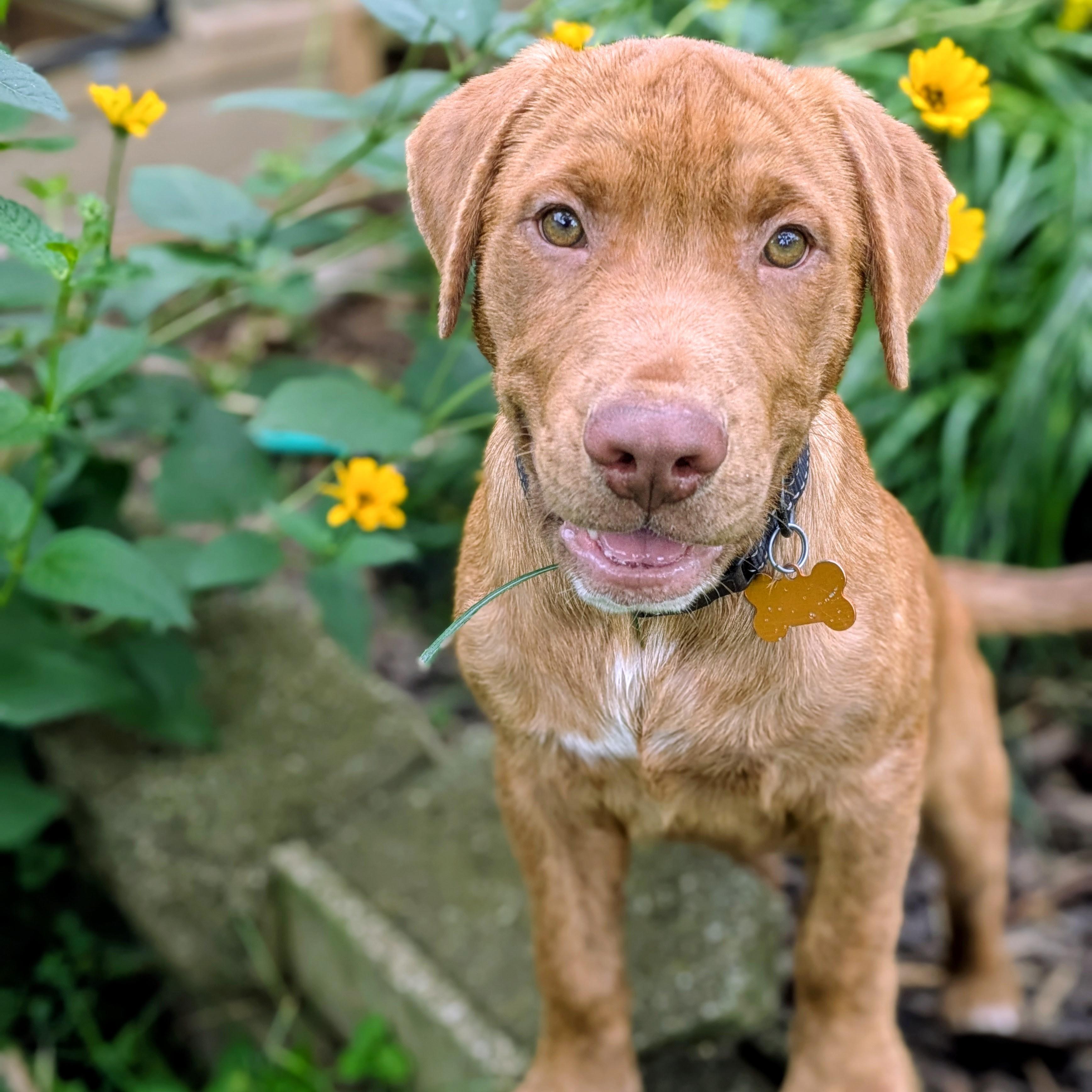 Enlarge Wilbur, an adopted mixed breed in Normal, IL image 2/5