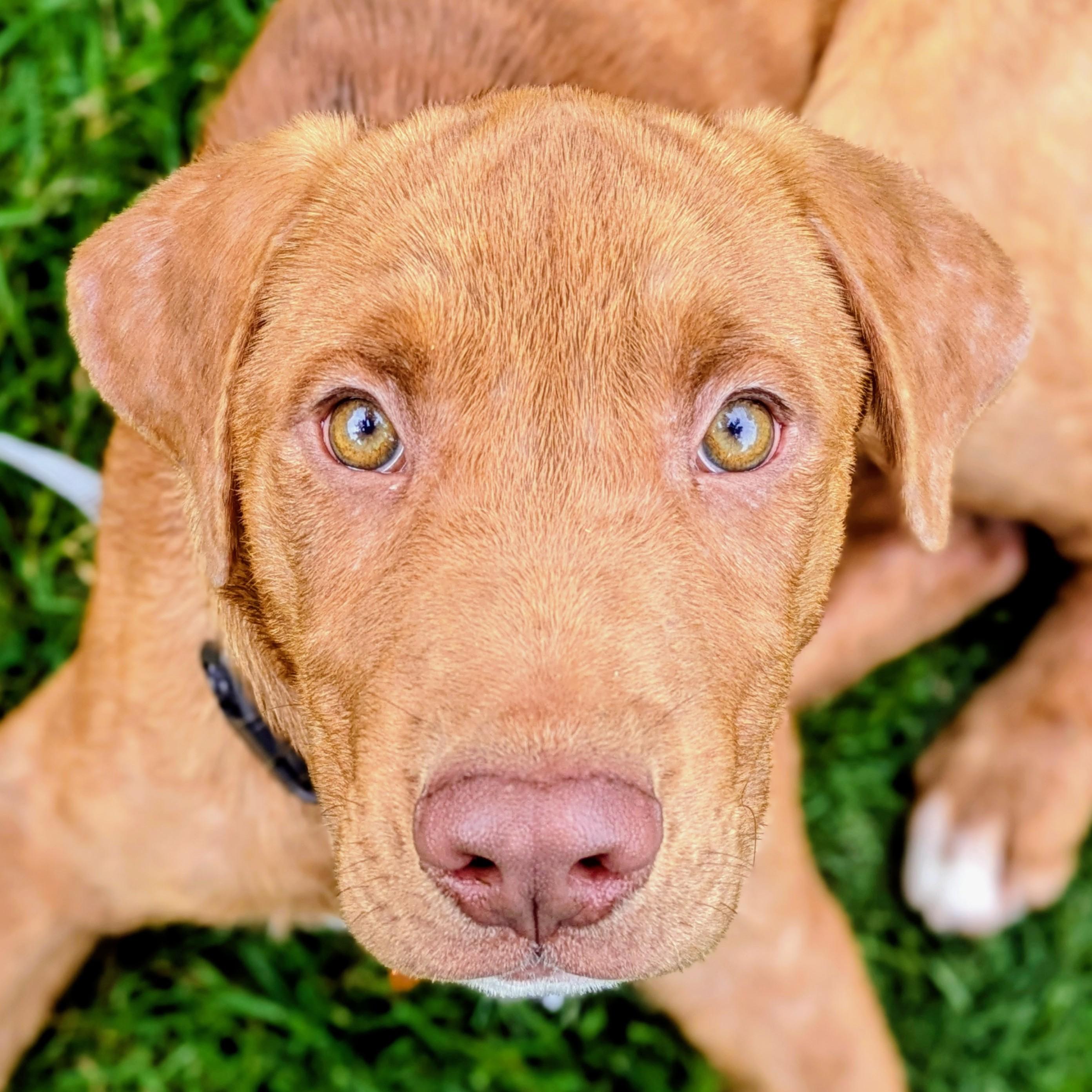 Wilbur, adopted, Puppy Male Mixed Breed.