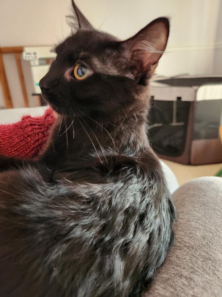 Enlarge Tinsel, a Adoptable Domestic Medium Hair in Virginia Beach, VA image 2/4