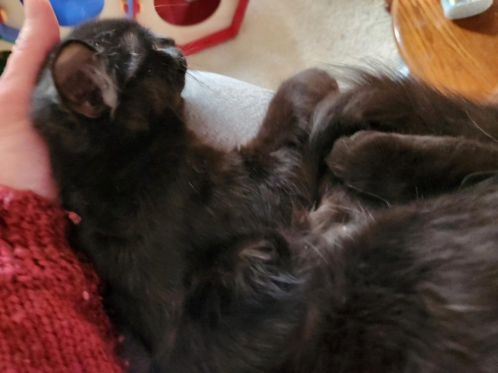 Enlarge Tinsel, a Adoptable Domestic Medium Hair in Virginia Beach, VA image 3/4