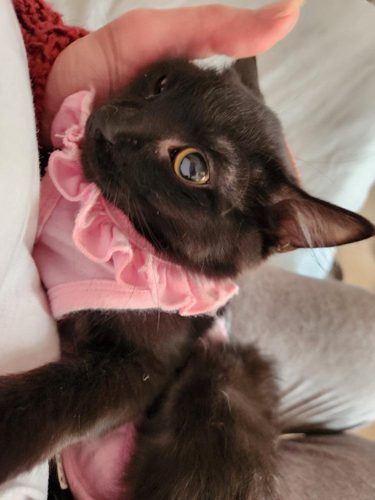 Tinsel, Adoptable, Kitten Female Domestic Medium Hair.