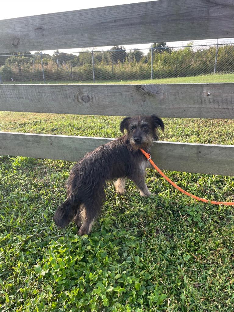 Enlarge Pebbles, a Adopted mixed breed in Wauchula, FL image 1/1