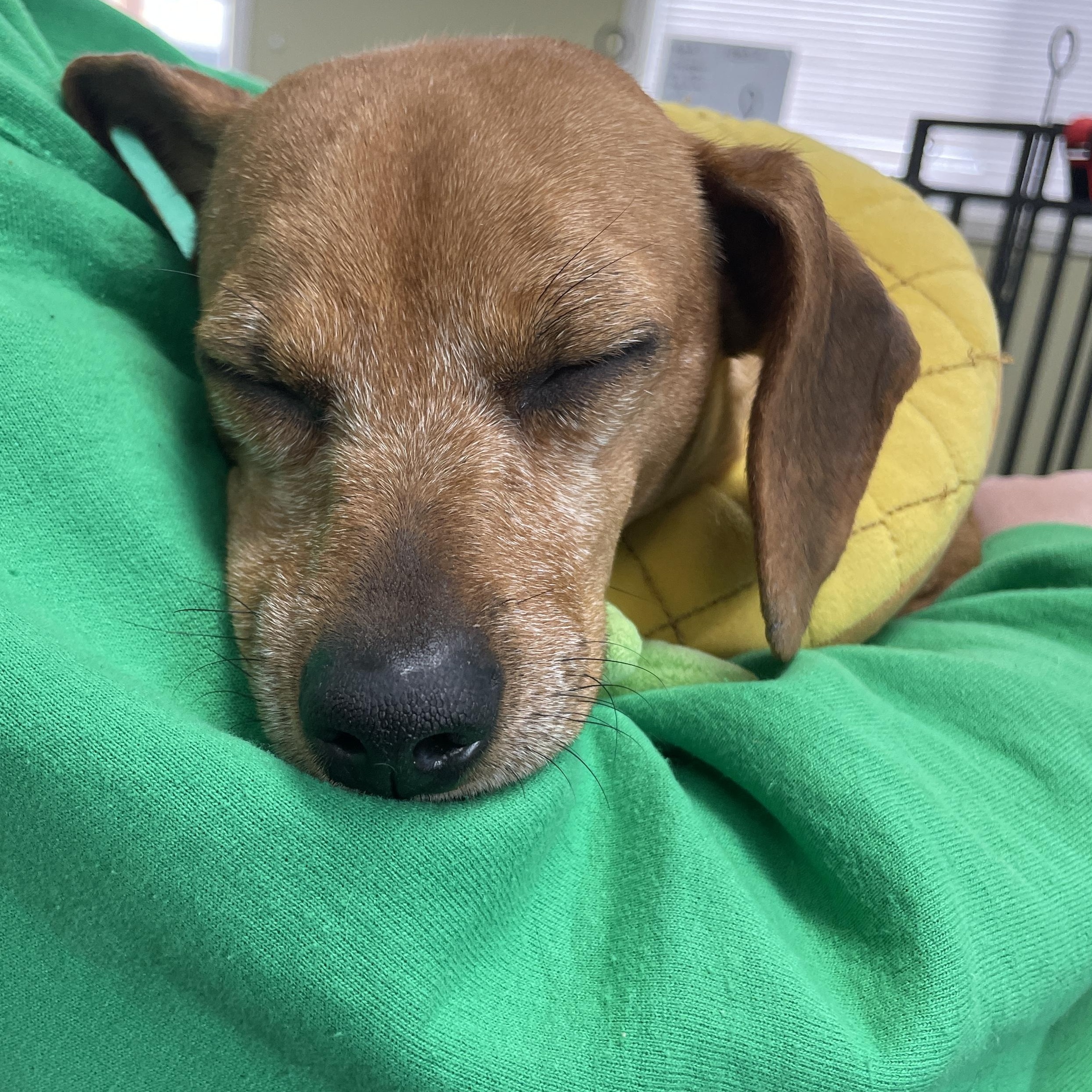 Enlarge Felicia, an adopted mixed breed in Lake Oswego, OR image 3/5