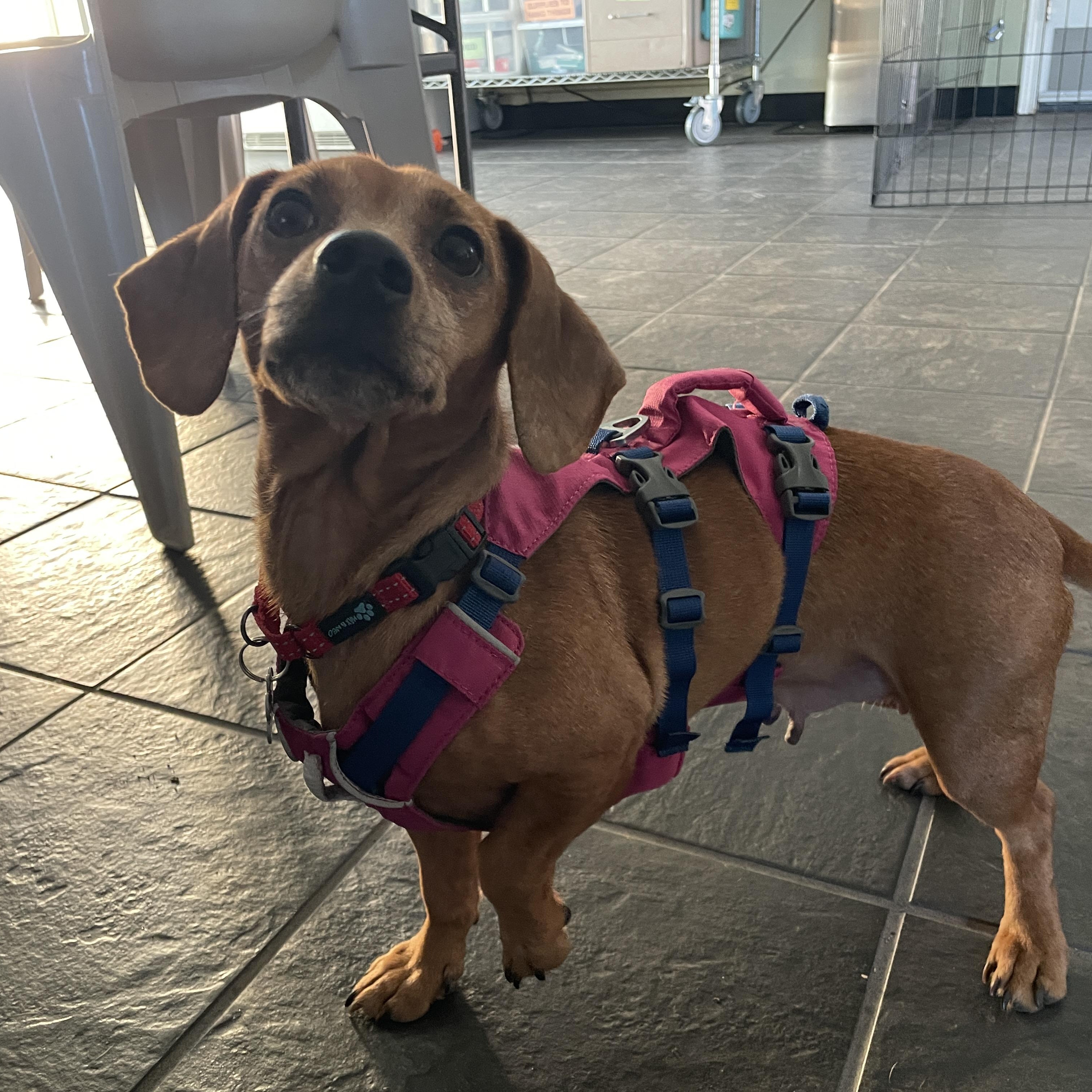 Enlarge Felicia, an adopted mixed breed in Lake Oswego, OR image 4/5