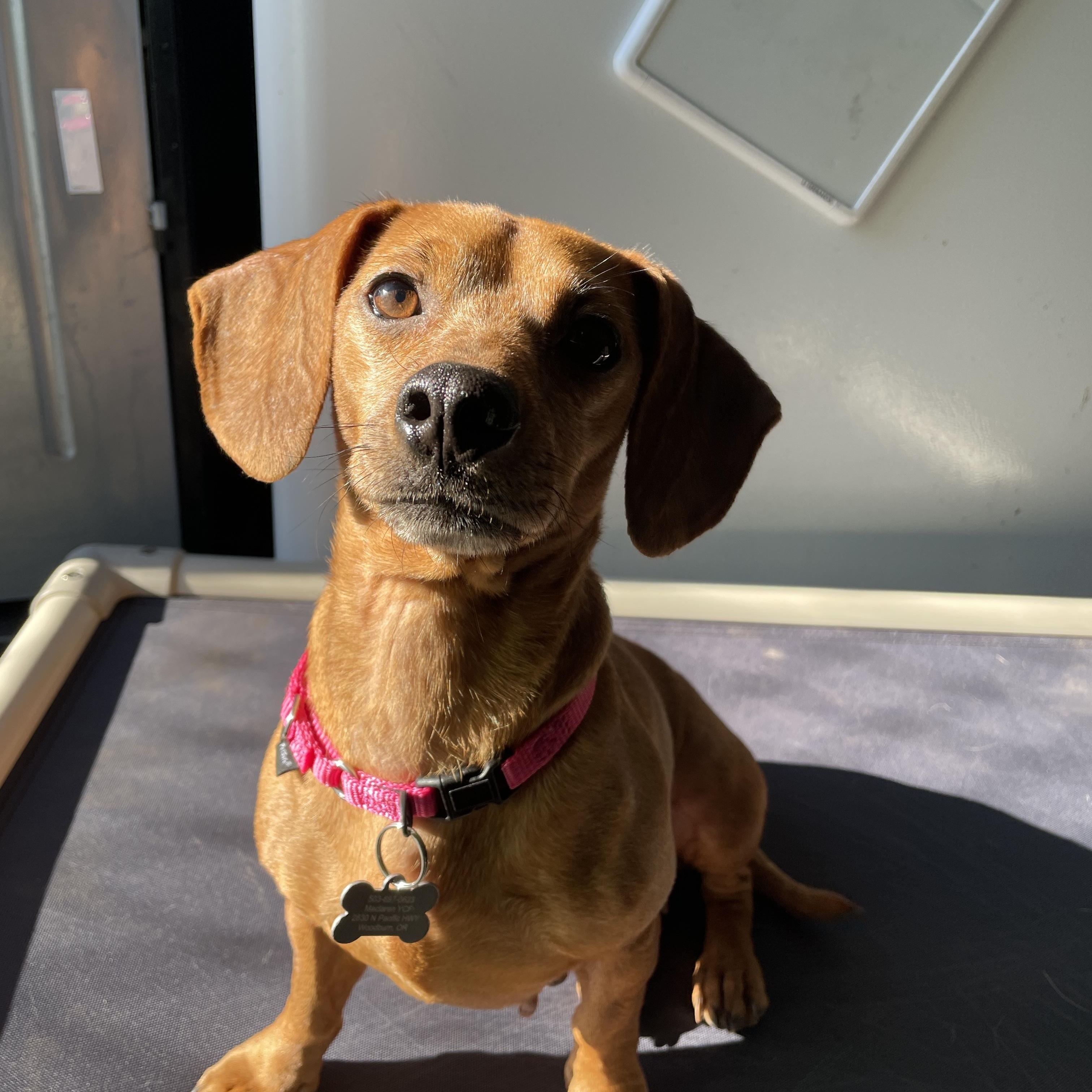 Enlarge Felicia, an adopted mixed breed in Lake Oswego, OR image 2/5