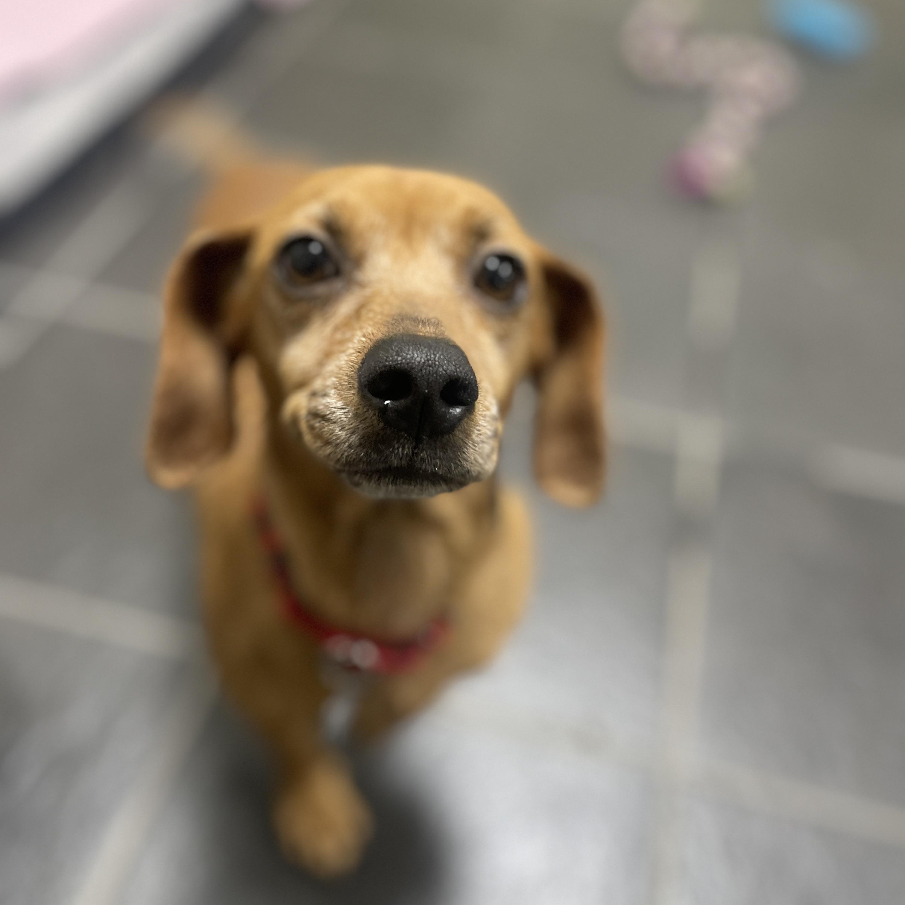 Enlarge Felicia, an adopted mixed breed in Lake Oswego, OR image 5/5