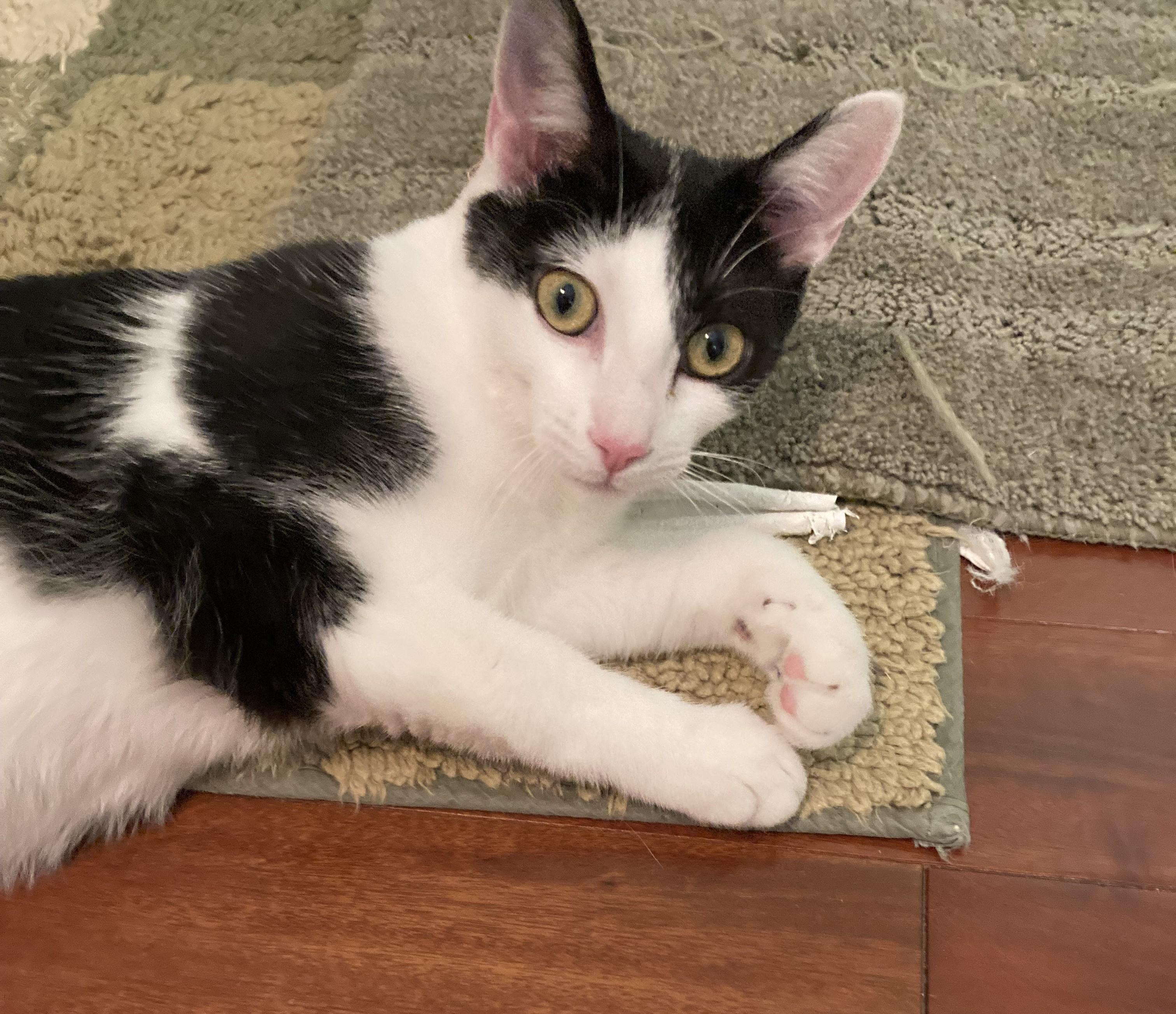Bonny, adoptable, Kitten Female Domestic Short Hair.