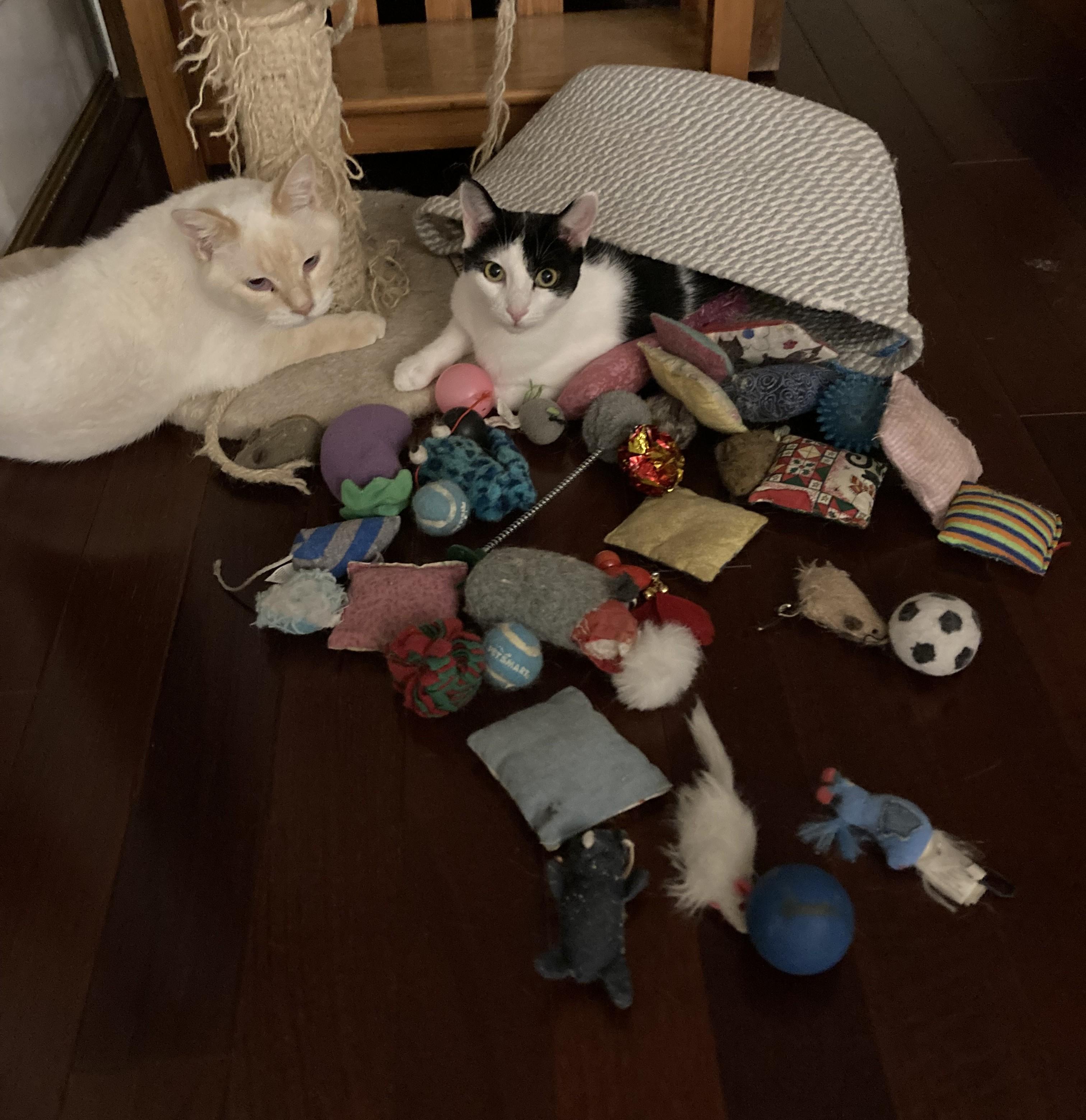 Bonny, adoptable, Young Female Domestic Short Hair.
