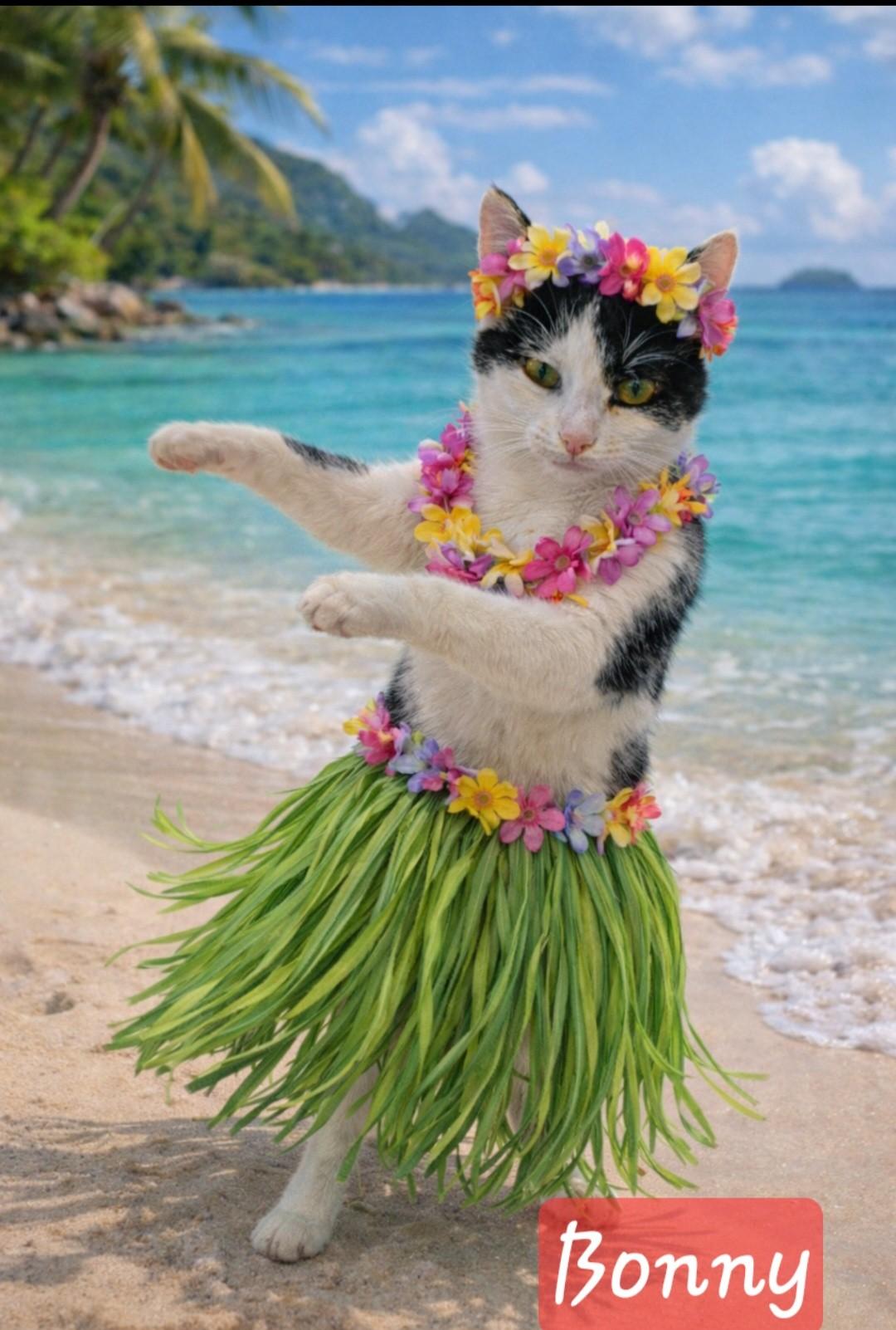 Bonny, adoptable, Kitten Female Domestic Short Hair.