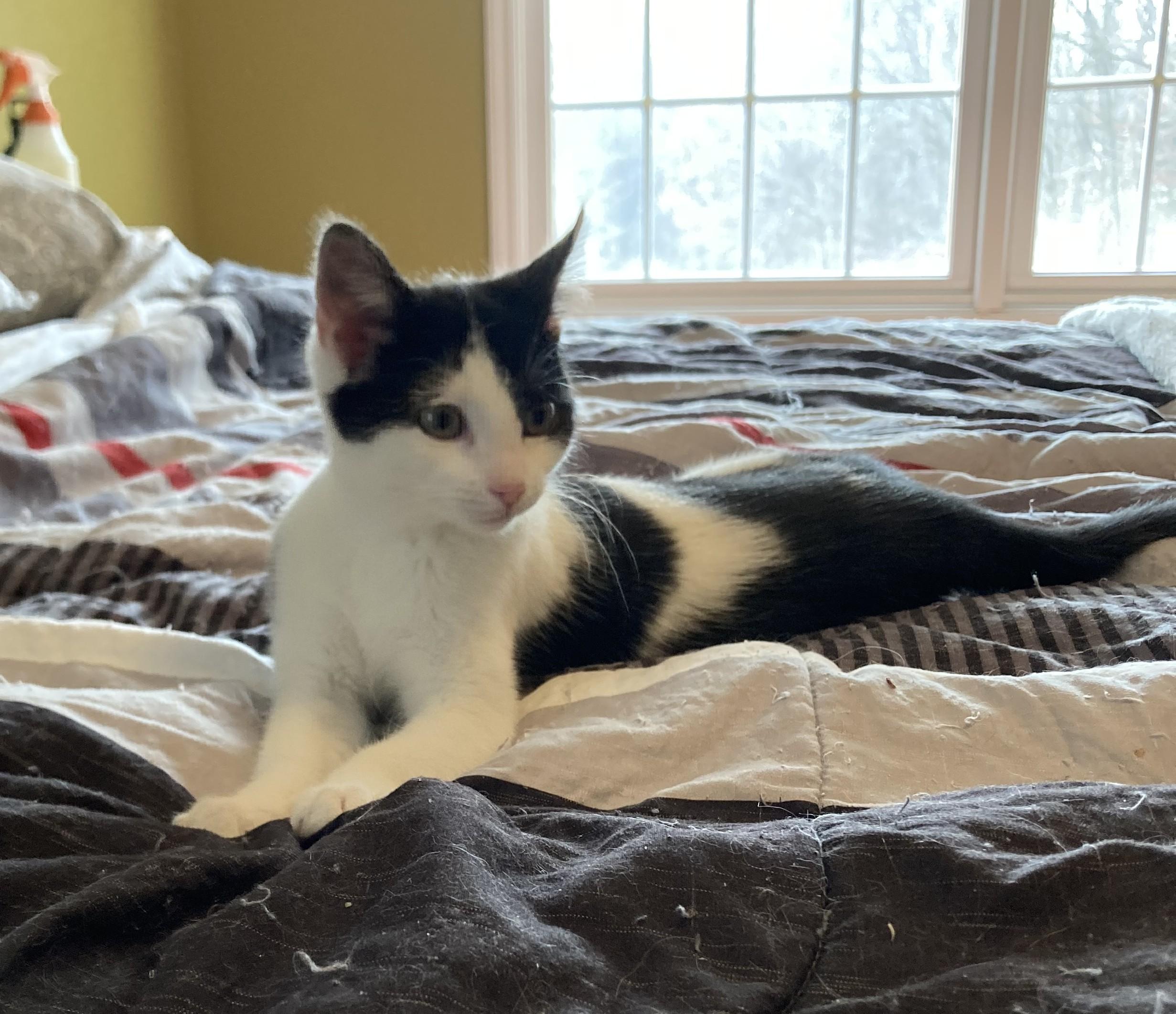 Enlarge Bonny, a ADOPTABLE Domestic Short Hair in Knoxville, TN image 3/4